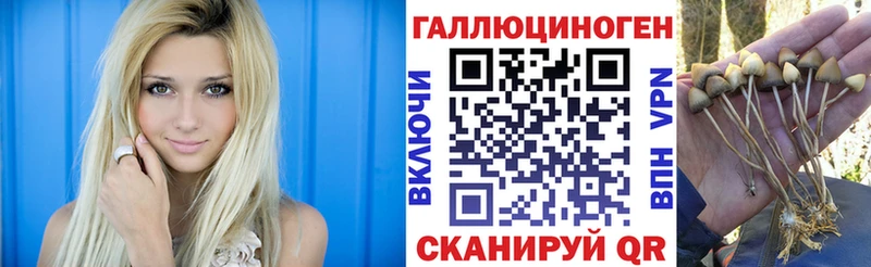 Галлюциногенные грибы Psilocybe Ковров