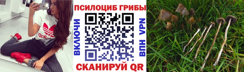 Псилоцибиновые грибы Cubensis  blacksprut   Ковров  купить наркотик 